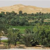 Liwa Farms