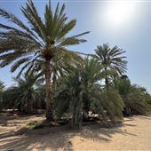Al Muraikhat Farm Area