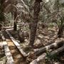 Al Ain Oasis