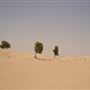Al Faya Desert Road