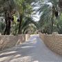 Al Qattara Oasis