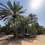Al Muraikhat Farm Area