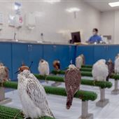 Abu Dhabi Falcon Hospital