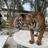 Local Zoo & Animals