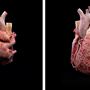 Body Museum - Khalifa University