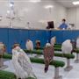 Abu Dhabi Falcon Hospital
