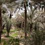 Al Ain Oasis
