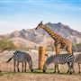 Al Ain Wildlife Park and Resort