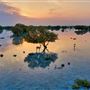 Jubail Mangrove Park
