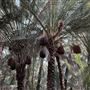 Al Qattara Oasis