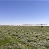 Al Maha Farms