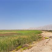 Ain Al Faydah Lake