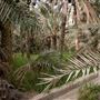Al Ain Oasis