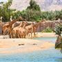 Al Ain Wildlife Park and Resort