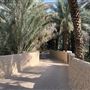 Al Qattara Oasis