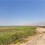 Ain Al Faydah Lake