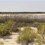 Al Wathba Wetland Reserve