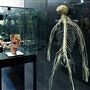 Body Museum - Khalifa University
