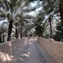 Al Qattara Oasis