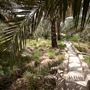 Al Ain Oasis