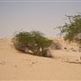 Al Faya Desert Road