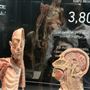Body Museum - Khalifa University