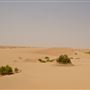 Al Faya Desert Road