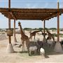 Al Ain Wildlife Park and Resort