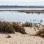 Al Wathba Wetland Reserve