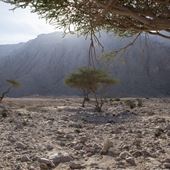 Jebel Hafeet Mountain - Desert Park