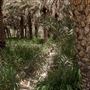 Al Ain Oasis