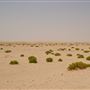 Al Faya Desert Road