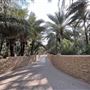 Al Qattara Oasis