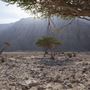 Jebel Hafeet Mountain - Desert Park