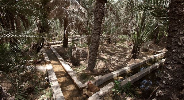Al Ain Oasis (1/1/2022)