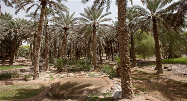 Al Ain Oasis (1/1/2022)