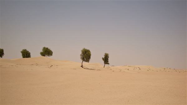 Al Faya Desert Road (1/1/2022)
