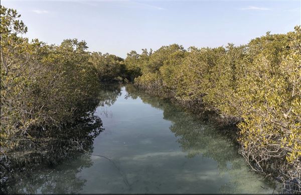 Jubail Mangrove Park (6/16/2021)