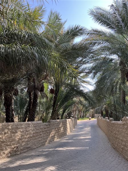 Al Qattara Oasis (9/22/2022)