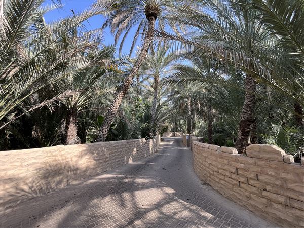 Al Qattara Oasis (9/22/2022)