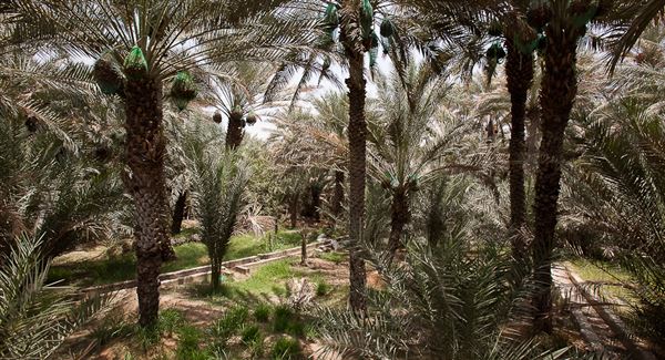 Al Ain Oasis (1/1/2022)