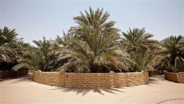Al Ain Oasis (1/1/2022)