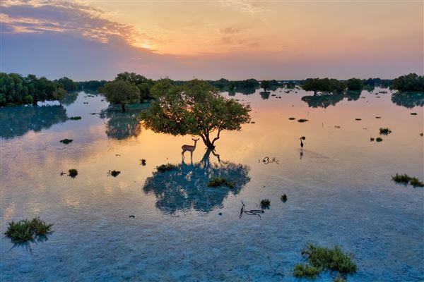 Jubail Mangrove Park (6/16/2021)