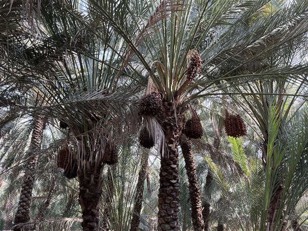 Al Qattara Oasis (9/22/2022)