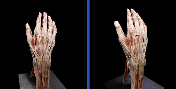 Body Museum - Khalifa University (4/20/2023)
