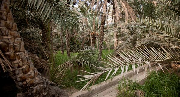 Al Ain Oasis (1/1/2022)