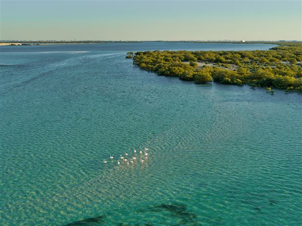 Jubail Mangrove Park (6/16/2021)