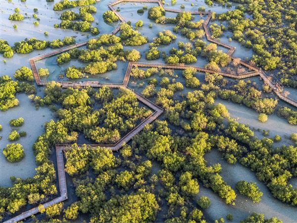 Jubail Mangrove Park (6/16/2021)