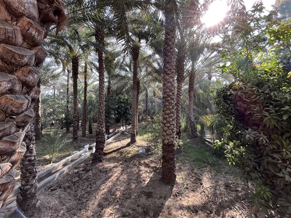 Al Qattara Oasis (9/22/2022)