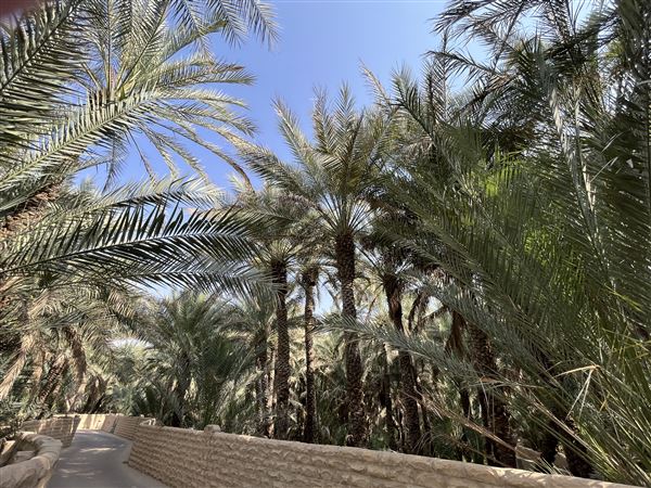 Al Qattara Oasis (9/22/2022)